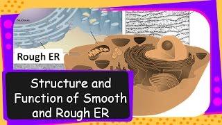 Science – Structure and Functions of Endoplasmic Reticulum – English