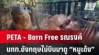 PETA - Born Free รณรงค์ นทท.อังกฤษไม่บินมาดู “หมูเด้ง” | โชว์ข่าวเช้านี้  |  24 ก.พ. 68