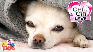 All About Chihuahuas - ChiChi LOVE