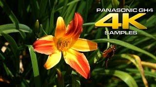 Panasonic GH4 4K Video Samples