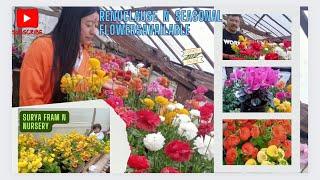 Varieties of #seasonal #flowers are available at nursery#viral Surya fram N nursery