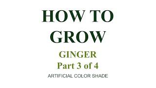 How to Grow...Ginger: Part 3 - Artificial Color Shade