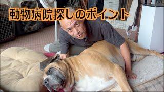 動物病院探しに苦労した1年間の話