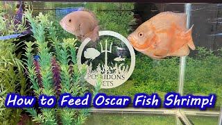 How to Feed Oscar Fish Shrimp - Vitamin Infusion