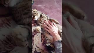 #youtube #asmr #блогукраїнською #влог #кот #cat #kitten #котик