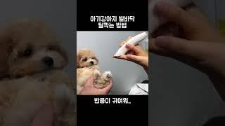 처음 발바닥 미용받는 아기강아지 댕둥절 #shorts