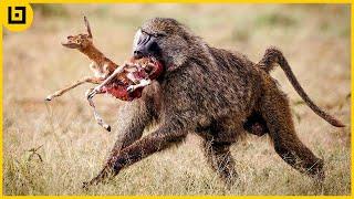 15 Cruel Hunting Moments By Ruthless Baboons