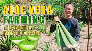 AMAZING ALOE VERA FARMING | PWEDE PALANG KUMITA UP TO 150K SA ISANG BUWAN SA PAGTATANIM NG ALOE VERA