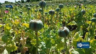 Opium cultivation declines in Afghanistan | کشت کوکنار در افغانستان کاهش یافته است