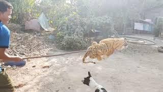 Wow Nice Prank!!! Fake Tiger Prank Dog So Very Funny Try To Stop Laugh Challenge