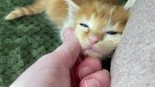 Fluffy Kitten’s First Purrs!