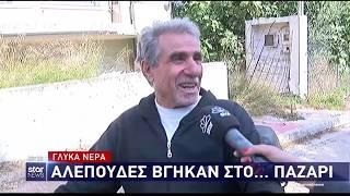 Ρεπορτάζ του STAR για τις αλεπούδες - 12/11/2018