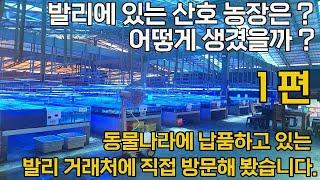 산호수출하는 외국 업체를 직접 찾아갔습니다. 1편   (동물나라에 산호를 납품하는 인도네시아 발리 , 자카르타 에 있는 업체)