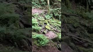 Cleddon shoots waterfall #travel #uk #waterfall #woods #nature #simplicity #solitude #travel #love