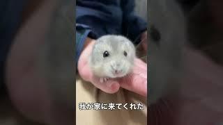 【新しい家族】のムニです！