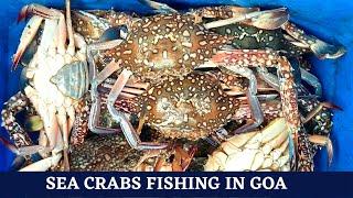 Sea Crabs Fishing In Goa With Nets.#fishingingoa