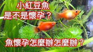 【 魚缸 】魚懷孕了嗎？怎麼辦