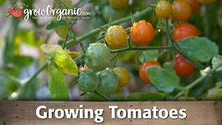Growing Tomatoes Organically