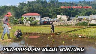 MUSIM KEMARAU TIBA !! alhamdulilah masih bisa mancing belut di sawah bekas rawa