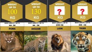 All Wild Cats Size Comparison | All Wild Cats Weight Comparison