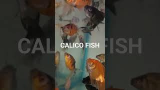 Calico Fish # Shubhumkin Fish# Fish # Shorts #youtubeshorts