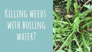 Using boiling water to kill weeds