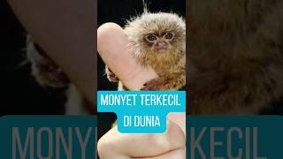 Monyet Terkecil Di dunia #monyet #hewan #words  #shorts #shortvideo #kecil