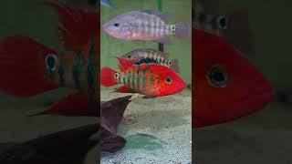 Roter Ecuadorbuntbarsch - Mesoheros „Cichlasoma“ festae - Red Terrorcichlid | #Aquarium