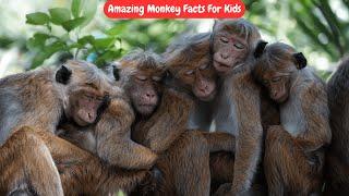 Amazing Monkey Facts For Kids | Fun & Educational Wildlife Video #EducationalVideo #TopKidsZone