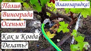 Полив винограда Осенью! Влагозарядка! Как и Когда нужно делать?