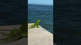 Larry Watches Me Workout | #shorts