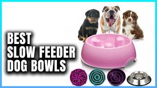 Top 10 Best Slow Feeder Dog Bowls | Extreme Reviewer