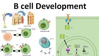 B cell development