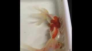 Red and White Ryukin Goldfish