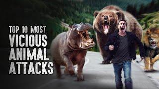 Top 10 Most Vicious Animal Attacks - 2022