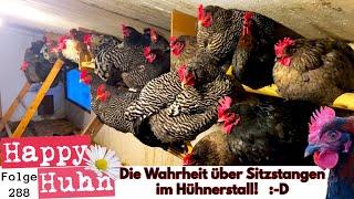 Die Wahrheit über Sitzstangen im Hühnerstall! Größe und Durchmesser für alle Hühner? HAPPY HUHN E288