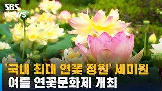 '최대 연꽃 정원' 양평 세미원에서 연꽃문화제 개최 / SBS