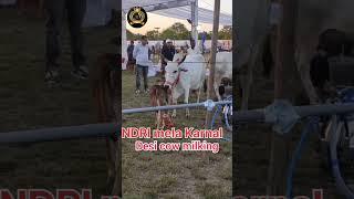 Karnal NDRI mela 2023.Cow milking live#shorts #farmingleader