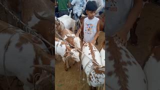 Biggoats Barbari || Qurbani Goat|| Faizabad bakra mandi #bakraeid2024 #trending #shorts #animals