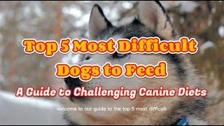 The Top 5 Most Difficult Dogs to Feed