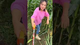 Very Helpful Tool for Rural Farmer | Amazing Tool for Corn  Farming  #shorts #youtubeshorts