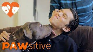 Autistic Boy Finds The Meaning of Love Through Pit Bull | PAWsitive 