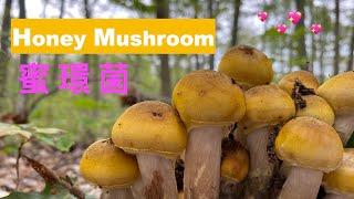 Honey Mushroom/北美蜜環菌/秋天生長的野生食用菌/怎樣尋找它的生長地/如何識別