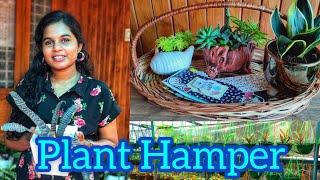 Plant Hamper | Artsy Planter Indoor Plants Nursery | Jobin Magic World