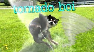 Tornado Boi