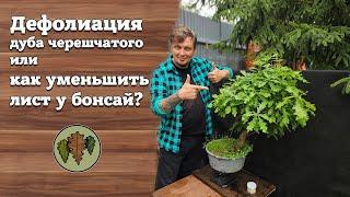 Дефолиация дуба черешчатого  или как уменьшить лист у бонсай в Московской области? @Studio.Bonsai