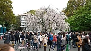 Crowded Tokyo Ueno during cherry blossom season・4K HDR