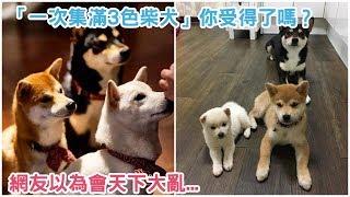 狗狗賣萌｜湊齊了黑柴、赤柴和白柴三種柴犬，帶來的歡樂可不止三倍這麼簡單