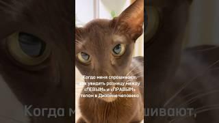 Правое и левое тело. Дизайн человека. #humandesign #дизайнчеловека #саморазвитие
