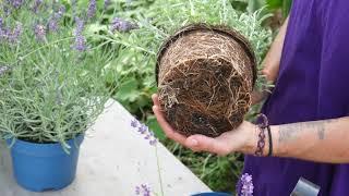 How to Plant Lavender: Top Tips!! - Lavender World